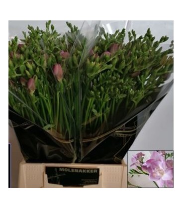 Freesia Rosanna