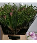 Freesia Rosanna