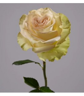 Rose equat Dynamic 50 cm x 25