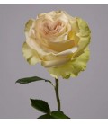 Rose equat Dynamic 50 cm x 25