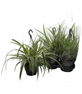 Chlorophytum Ø 19