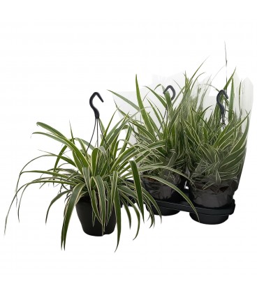 Chlorophytum Ø 19