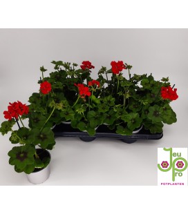 Geranium roy red Ø 10.5