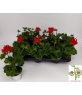 Geranium roy red Ø 10.5