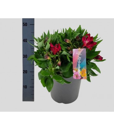 Alstromeria inti doba Ø 21