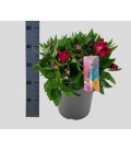 Alstromeria inti doba Ø 21