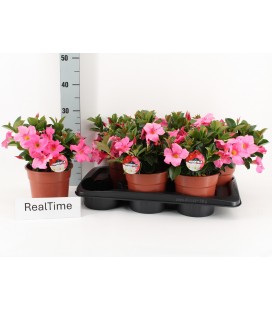 Dipladenia rio petit pink Ø 17 h 35