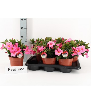 Dipladenia rio petit pink Ø 17 h 35