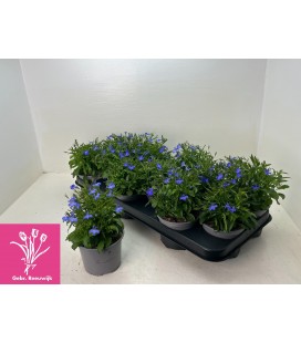 Lobelia Ø 10.5