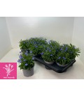 Lobelia Ø 10.5