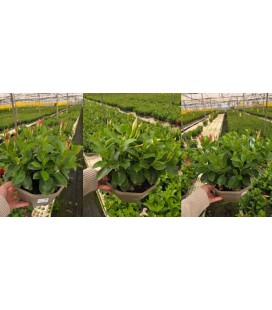 Dipladenia Rio Coupe rouge Ø23