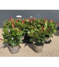 Dipladenia Rouge Ø 10.5
