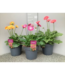 Gerbera mix Ø 22