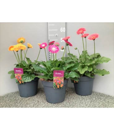 Gerbera mix Ø 22