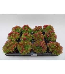 Jovibarba red tip Ø 8.50