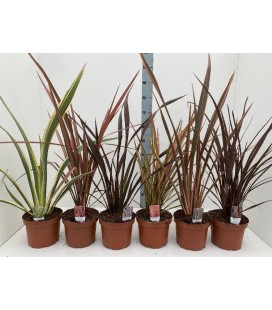 Phormium Ø 19 h 65