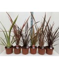 Phormium Ø 19 h 65