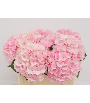 Hortensia Verena 60 cm