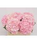 Hortensia Verena 60 cm