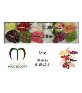 Anthurium Mix x10