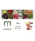 Anthurium Mix x10