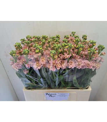Giroflée Champagne 70 cm