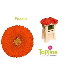 Germini Pomponi Fozzie X 30