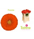 Germini Pomponi Fozzie X 30
