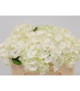 Hortensia White verena 50 cm