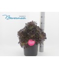 Aeonium Velours pot de 29 H 50 cm