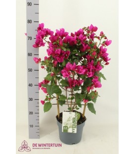 Bougainvillier Sanderiana  Ø21 H 70