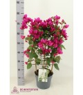 Bougainvillier Sanderiana  Ø21 H 70