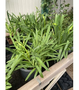 Agapanthe pot de 26 h 40 Bleu