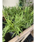 Agapanthe pot de 32 h 125