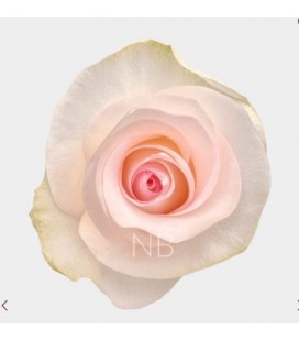 Rose Equat Senorita 50 cm *25