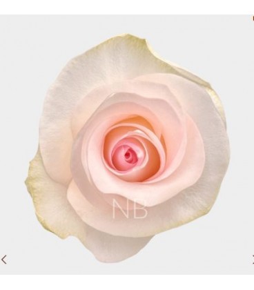 Rose Equat Senorita 50 cm *25