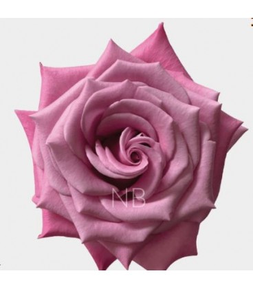 Rose Equat Babaloo 50 cm *25