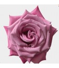Rose Equat Babaloo 50 cm *25