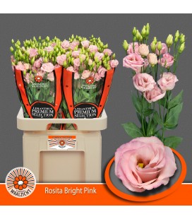 Lisianthus Rosi Bright Pink