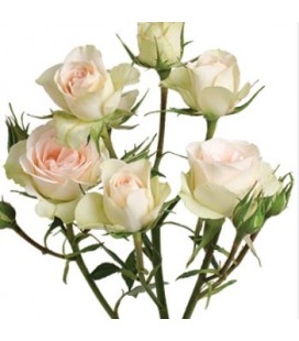 Rose branchue Chablis 50 cm