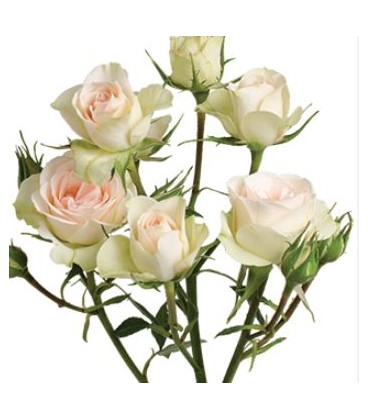 Rose branchue Chablis 60 cm