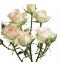 Rose branchue Chablis 60 cm