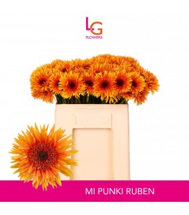 Germini Punki Ruben