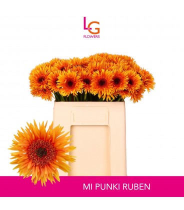Germini Punki Ruben