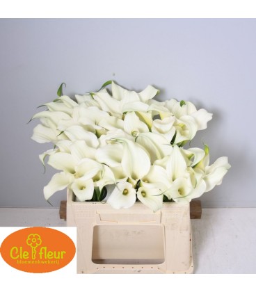 Calla Crystal Blush 35 cm