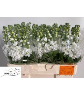 Giroflée Aida Blanche 60 cm