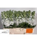 Giroflée Aida Blanche 60 cm
