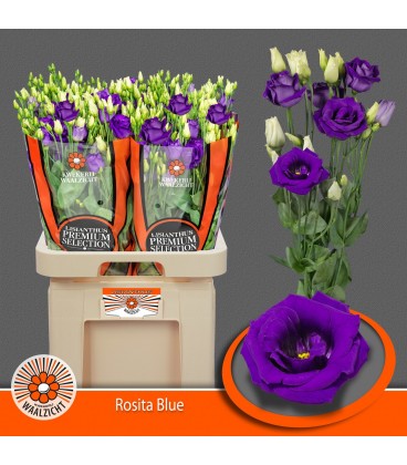 Lisianthus Rosi Blue