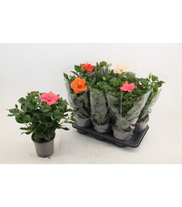 Hibiscus Pot de 17 h50