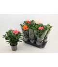 Hibiscus Pot de 17 h50
